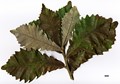 SpeciesSub: subsp. yunnanensis × Q.fabri SpeciesSub: subsp. yunnanensis × Q.fabri